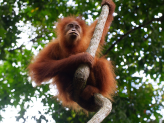 Indonesie - Bukit Lawang Jungle