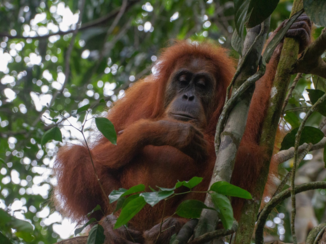 Indonesie - Prachtige ontmoeting Sumatra