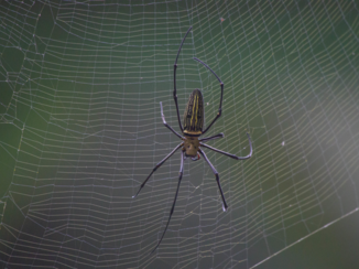 Indonesie - Iets minder leuke ontmoeting