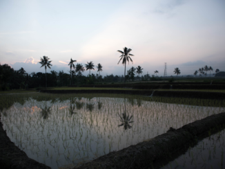 Indonesie - Prachtige rijstvelden