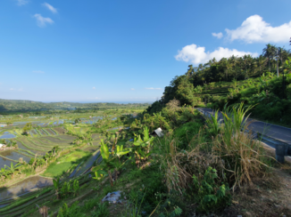 Bali - Rijstvelden langs de weg