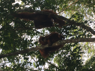 Sumatra - Orang-oetan couple