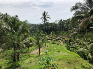 Bali - Rijstvelden Ubud