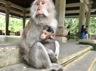 Bali - Monkey Forest