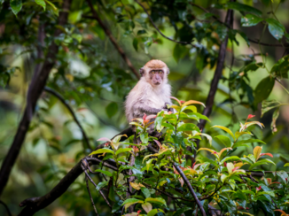 Sumatra - jungle trekking