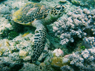 Indonesie - Turtle gilli air