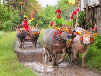 Bali - Buffalo race